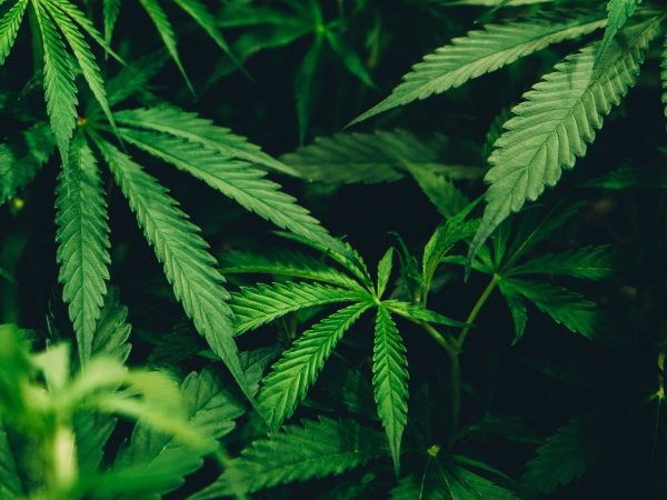 Qual a diferença entre cânhamo e cannabis?